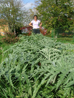 artichokes before