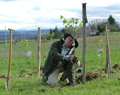 perry planting the vines