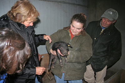 sophie and her pigs