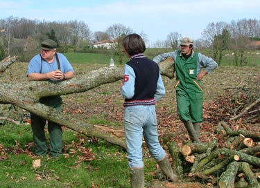 tree fellers