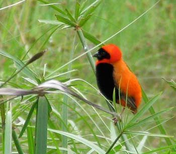 red bishop weaver bird