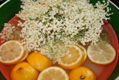 elderflower syrup