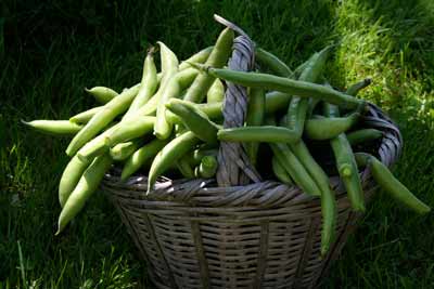 broad beans freshly picked