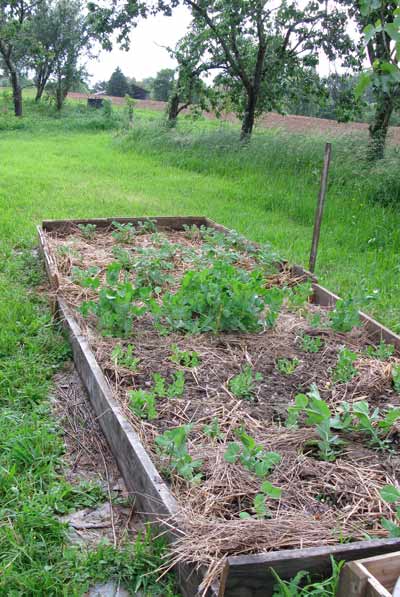 the no dig garden