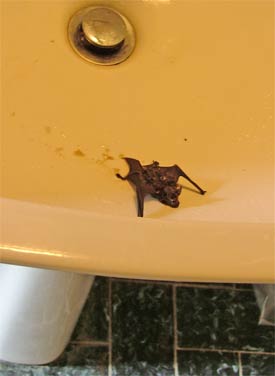 bat in sink