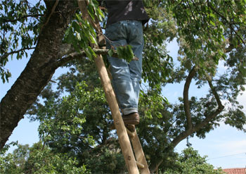 cherry picker legs