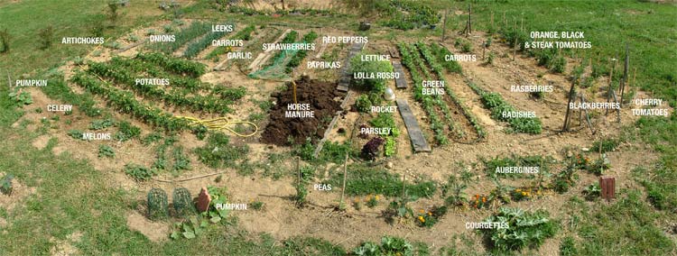 vegetable garden