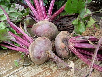 beetroot