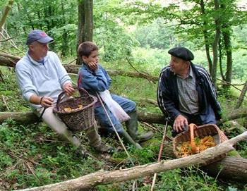 mushroomers