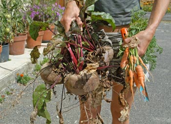 beet and carrots