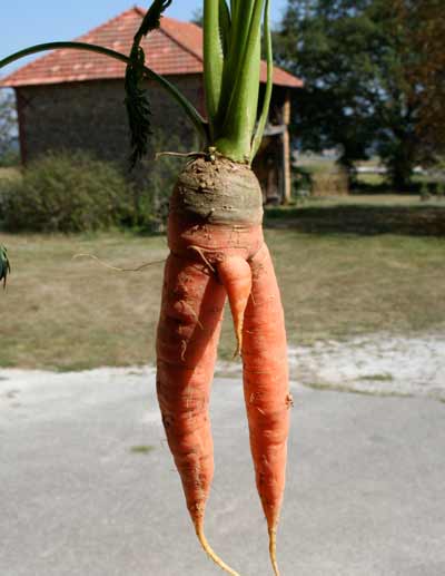 rude carrot