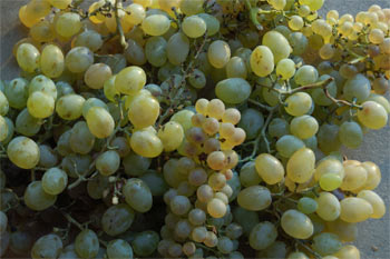 Grape picking