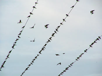 swallows gathering to leave