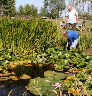 digging out the lilies