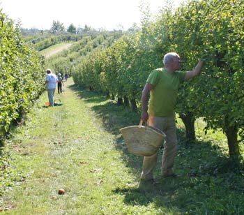 picking apples