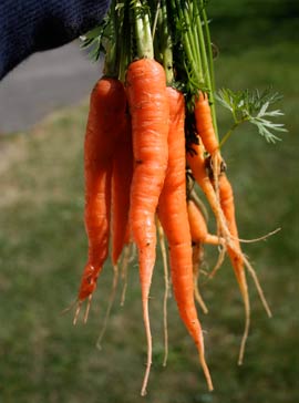 carrots