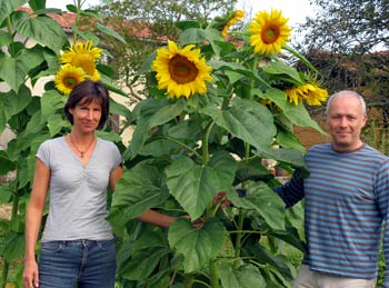 sunflowers