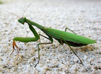 praying mantis