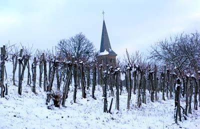 snow and vines