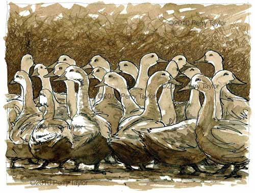 an indian ink drawing of ducks