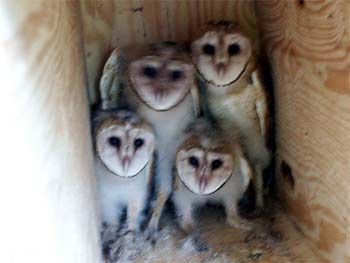 owl chicks