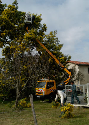 trimming the mimosa tree