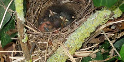 nightingale chicks in their nest