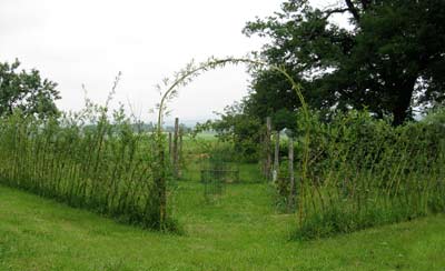 The willow fence