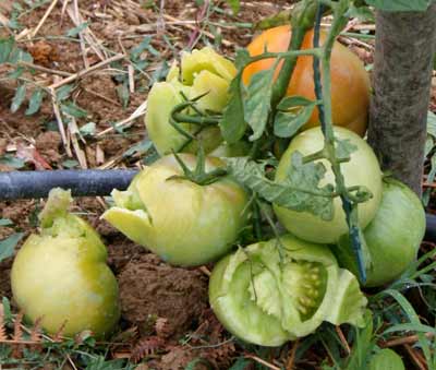 damaged tomatoes