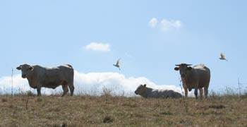 cattle egrets